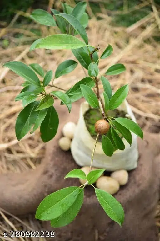 Sapota 